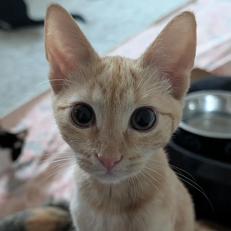 A baby small-sized female Domestic Short Hair cat named Molly for adoption in Houston, TX