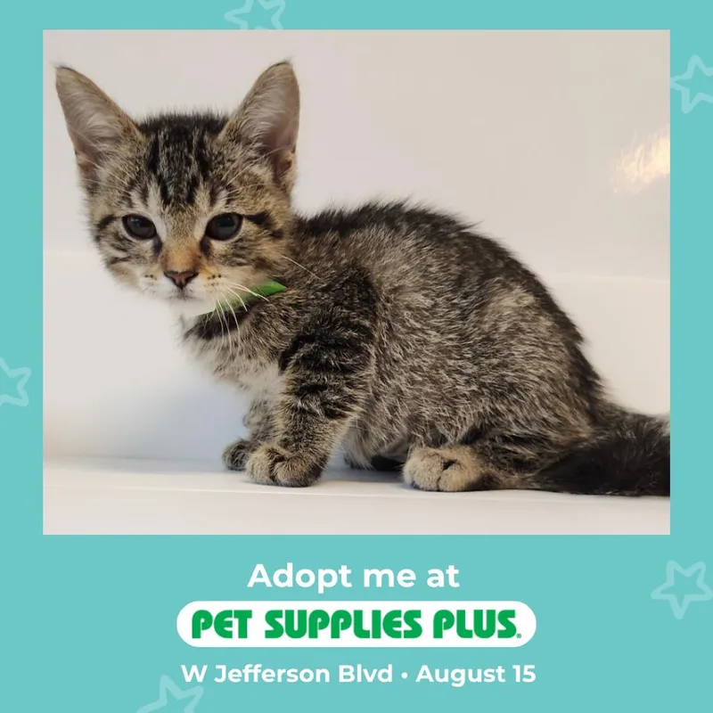 A baby small-sized female Brown / Chocolate Domestic Short Hair cat named Magpie for adoption in Fort Wayne, IN