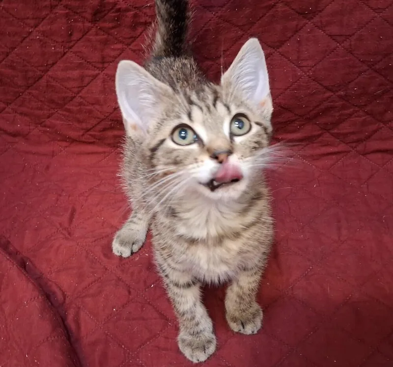 A baby small-sized male Brown / Chocolate Domestic Short Hair cat named Brandon for adoption in Greensboro, NC