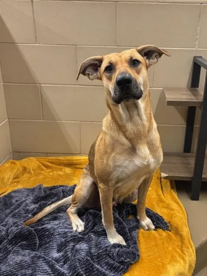 An adult medium-sized female Mixed Breed dog named Ruko for adoption in Knoxville, TN