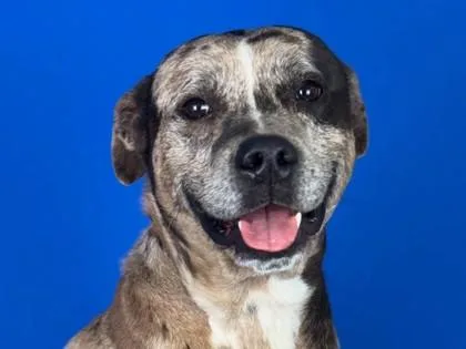 A young medium-sized male Catahoula Leopard Dog dog named Ace for adoption in Port Allen, LA