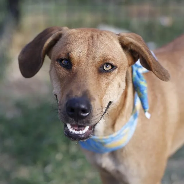 A young medium-sized female Shepherd dog named Bonnie for adoption in San Antonio, TX