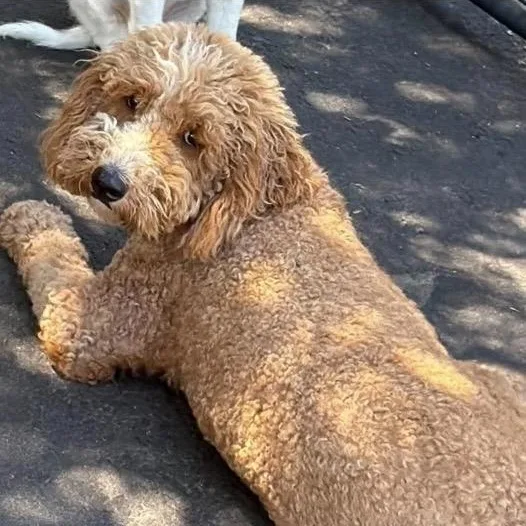 An adult medium-sized male Golden Goldendoodle dog named Pablo for adoption in Santa Rosa, CA