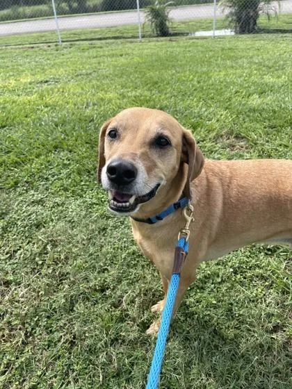 An adult large-sized male Mixed Breed dog named Indigo for adoption in Vero Beach, FL