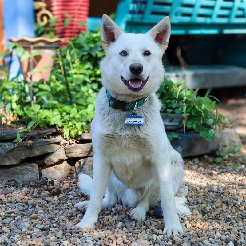 An adult medium-sized male White / Cream Husky dog named Chadwick for adoption in Wake Forest, NC