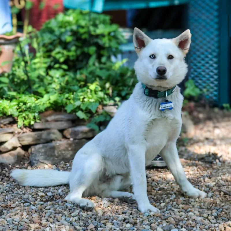 Chadwick thumbnail 2