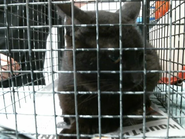 An adult medium-sized male Domestic Medium Hair cat named A for adoption in Houston, TX