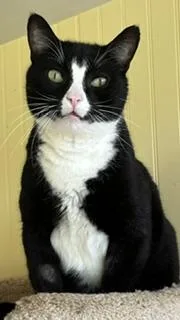 An adult large-sized male Black & White / Tuxedo Tuxedo cat named Jesse for adoption in Bow, WA