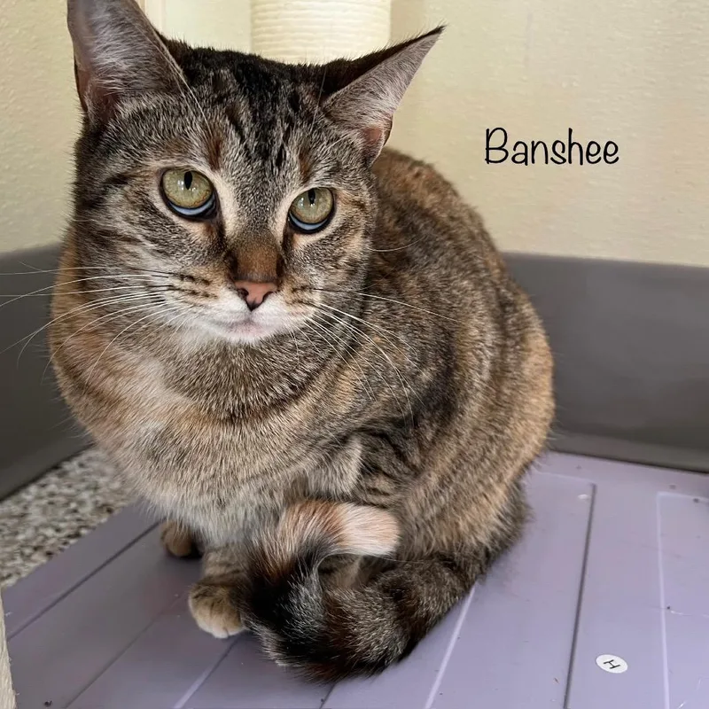 Banshee thumbnail 2