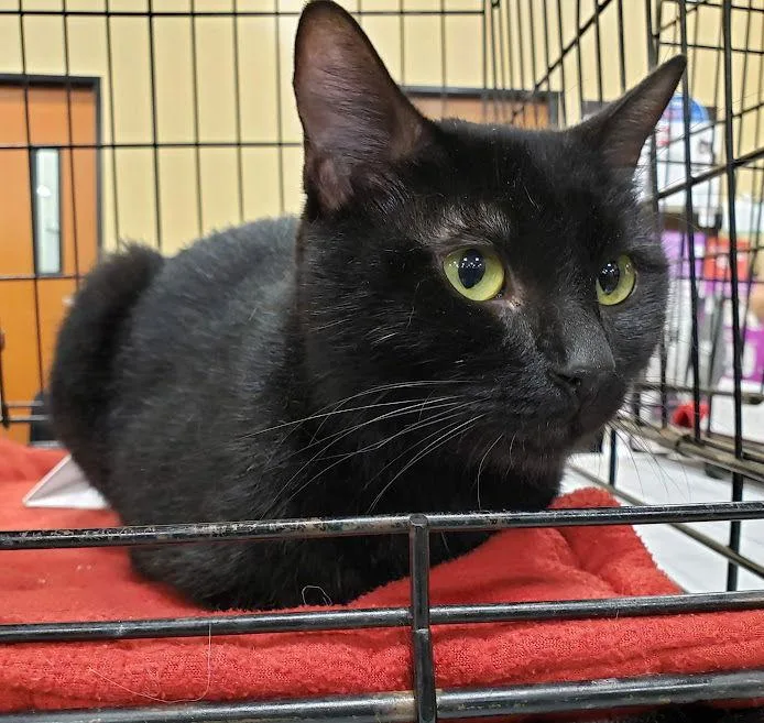 An adult medium-sized female Black Domestic Short Hair cat named Addie for adoption in Plano, TX
