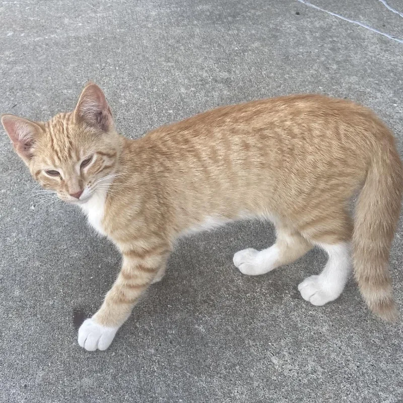 A baby small-sized male Orange / Red Domestic Short Hair cat named Odysseus for adoption in Rochester, MN