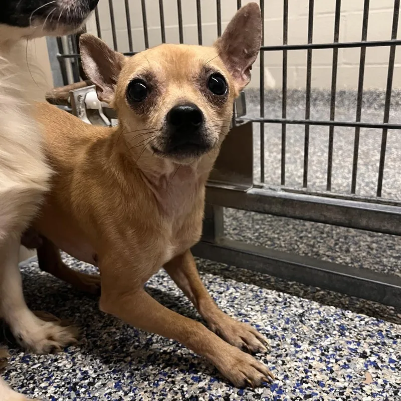 An adult small-sized male Mixed Breed dog named Sushi for adoption in Fairport, NY