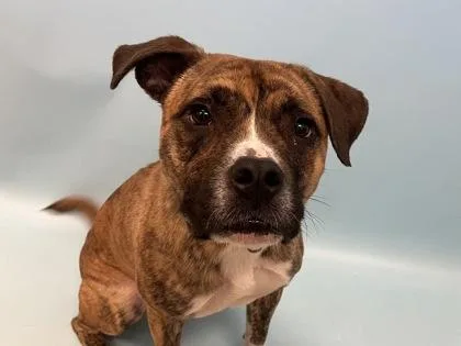 A baby large-sized male Shepherd dog named Saul for adoption in Woodbury, MN