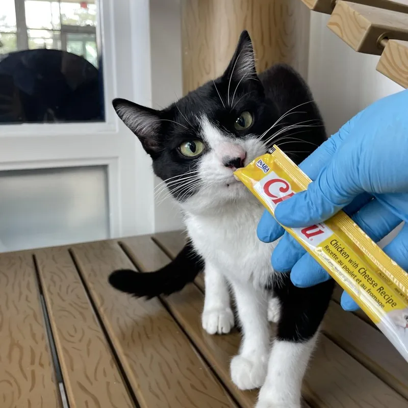 A young medium-sized male Black Domestic Short Hair cat named Spazzy for adoption in Warwick, RI
