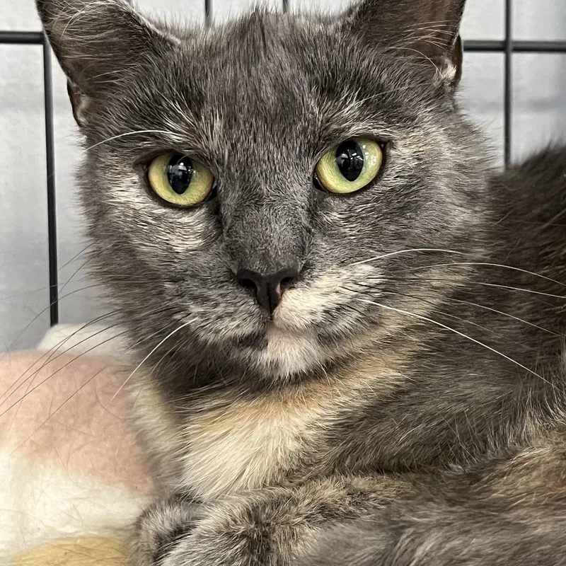 A young medium-sized female Dilute Tortoiseshell Domestic Short Hair cat named Estelle for adoption in Johnston, RI