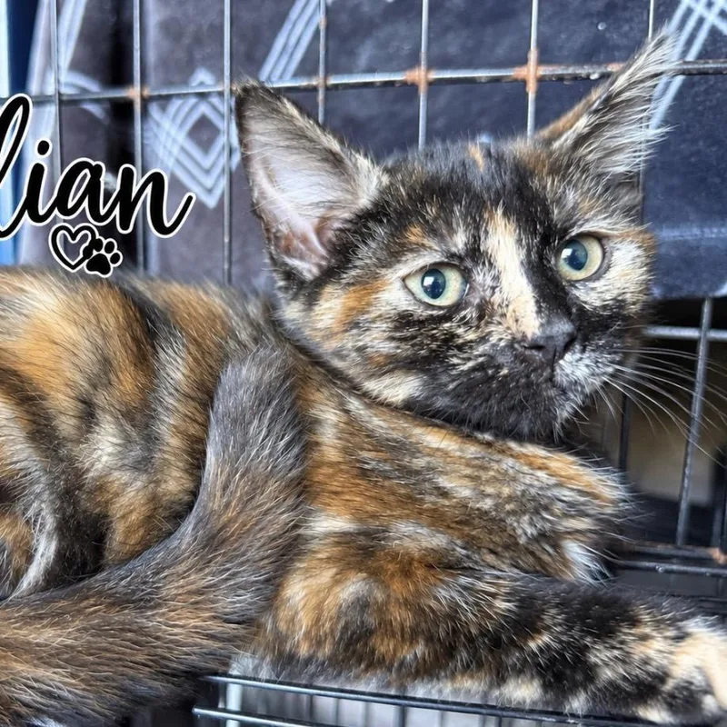 A baby small-sized female Tortoiseshell Domestic Medium Hair cat named Gillian for adoption in Lancaster, OH