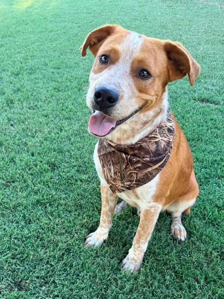 A young large-sized male Mixed Breed dog named Roger for adoption in North Syracuse, NY