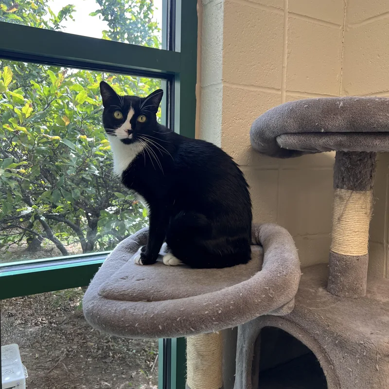 An adult medium-sized male Domestic Short Hair cat named Jasper for adoption in Springfield, MO