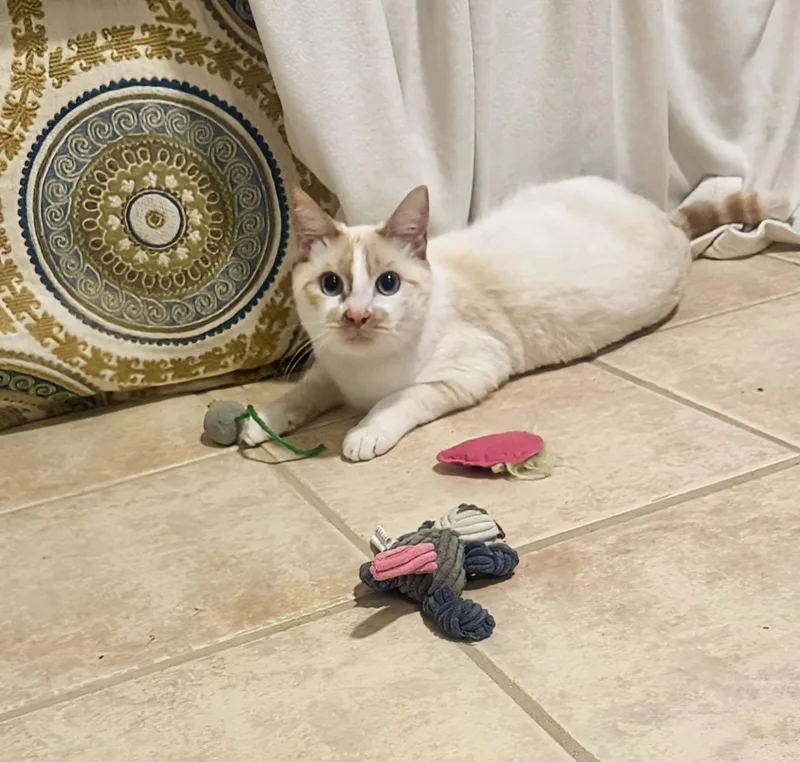 Whiskers thumbnail 2