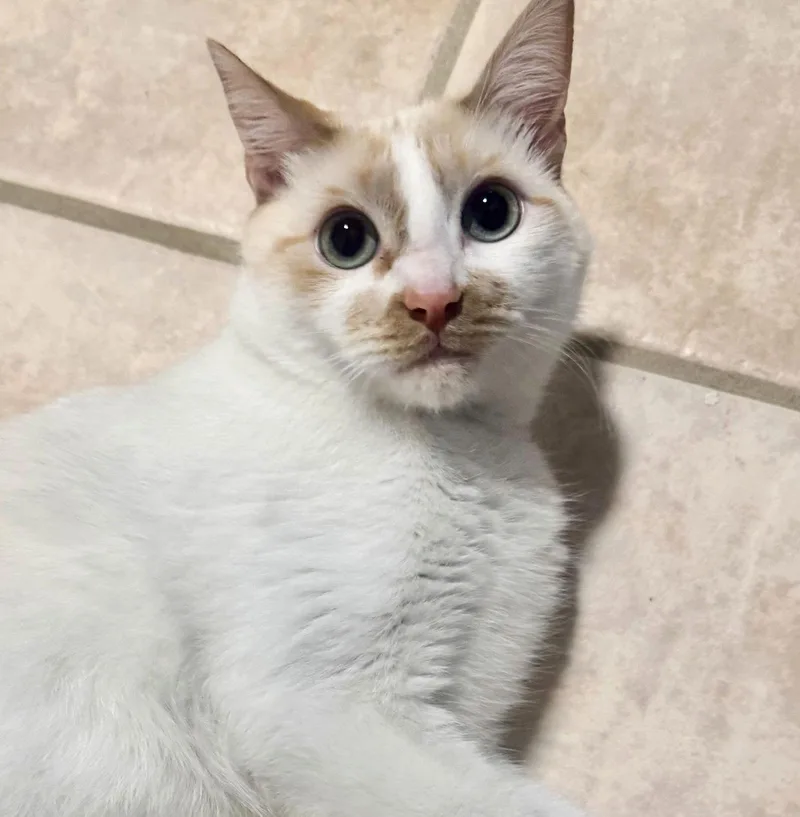 Whiskers thumbnail 3