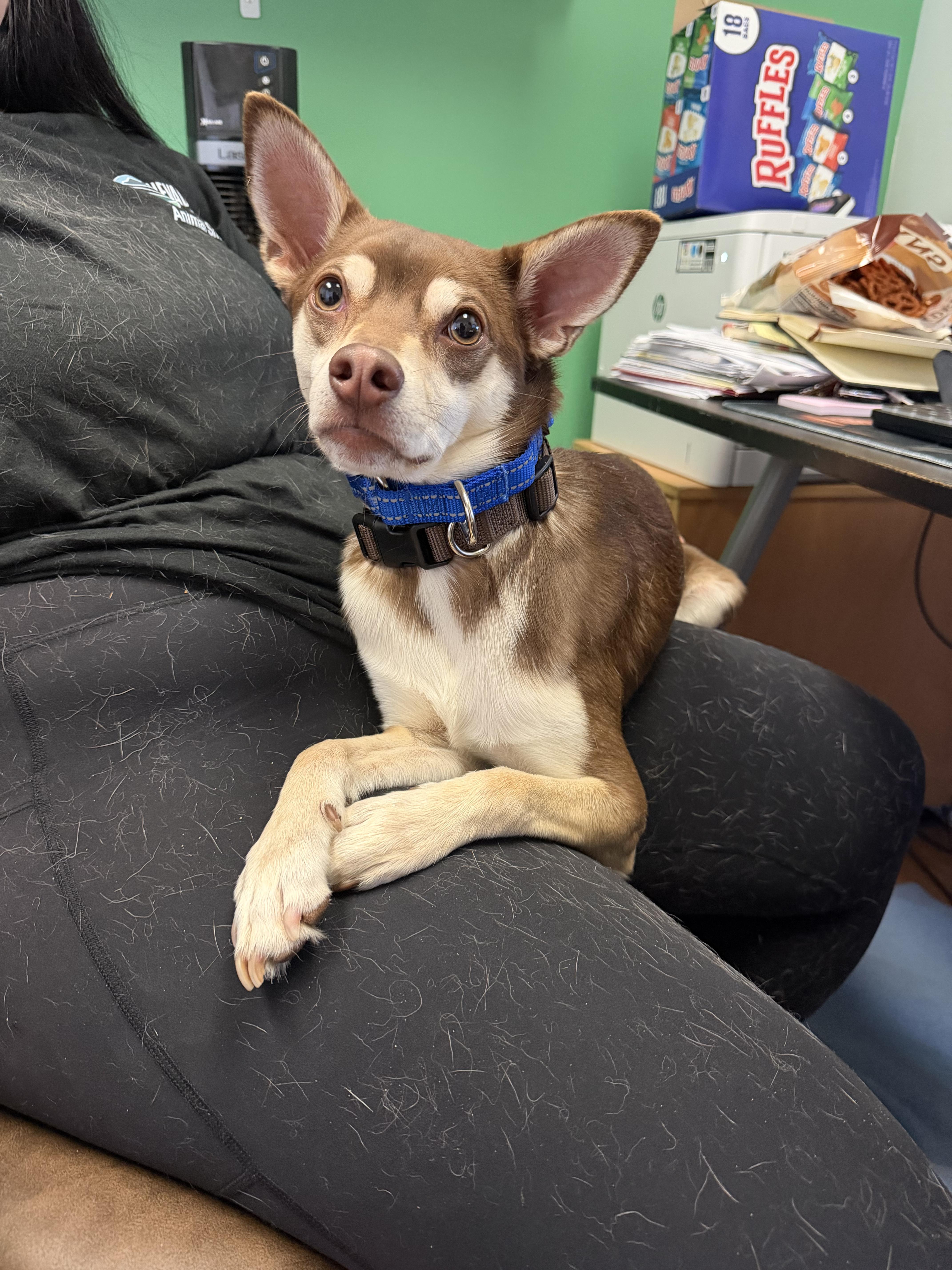 A young small-sized male Brown / Chocolate Chihuahua dog named Bacon for adoption in Grass Valley, CA