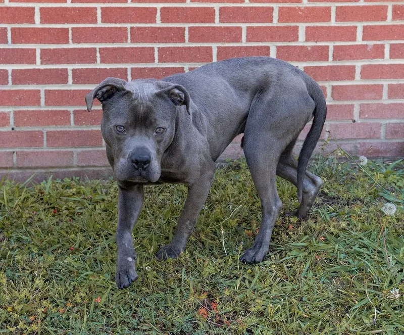 An adult medium-sized male Mixed Breed dog named Cuddle Puddle for adoption in Durham, NC