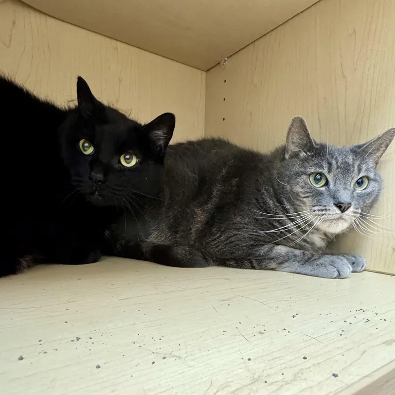 An adult extra large-sized male Black Domestic Short Hair cat named Appa & Little for adoption in Winchendon, MA