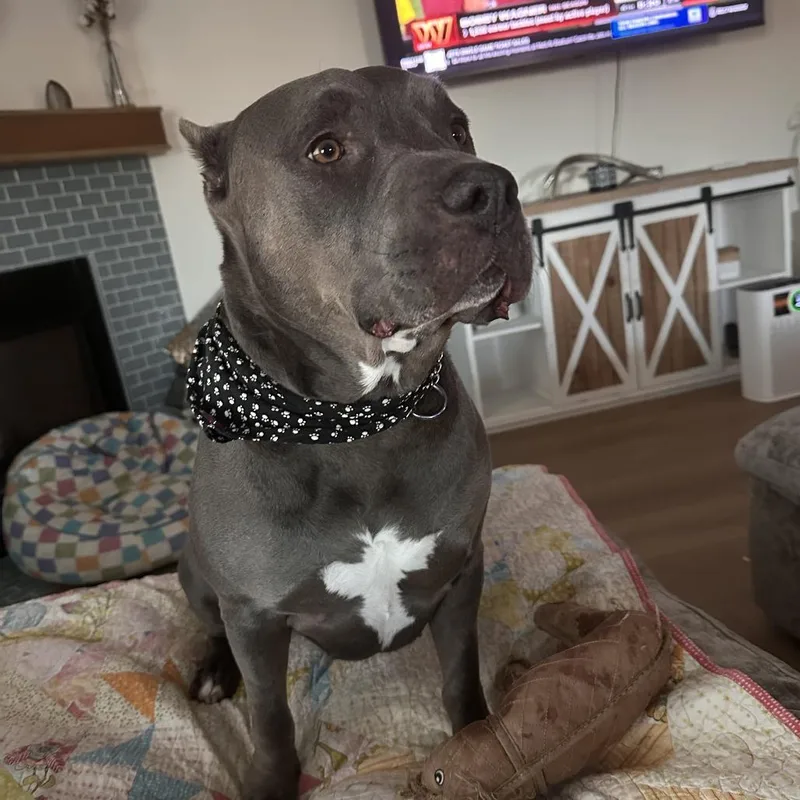 A senior large-sized female Gray / Blue / Silver American Staffordshire Terrier dog named Ellie for adoption in Yuma, AZ
