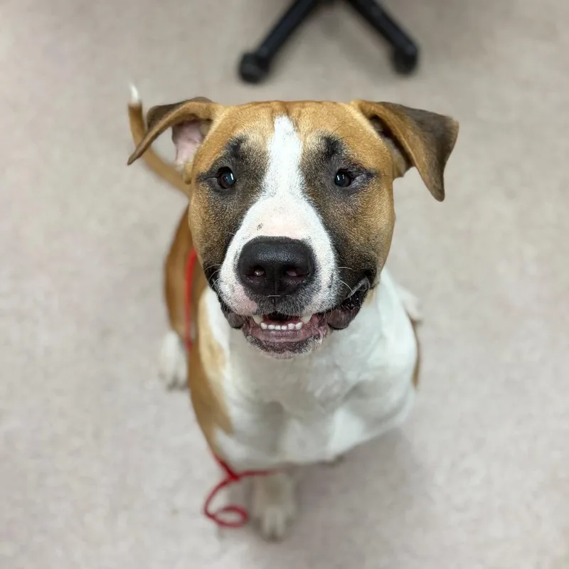 An adult large-sized male Yellow / Tan / Blond / Fawn Mixed Breed dog named Bulls Eye for adoption in Ardmore, OK