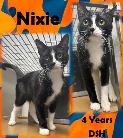 An adult medium-sized female Black & White / Tuxedo Domestic Short Hair cat named Nixie for adoption in Franklin, IN