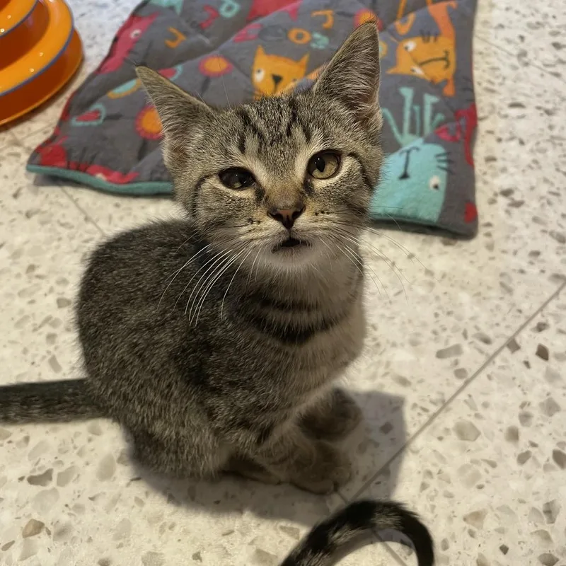 A baby small-sized male Brown / Chocolate Domestic Short Hair cat named Hook for adoption in Hopkinton, MA