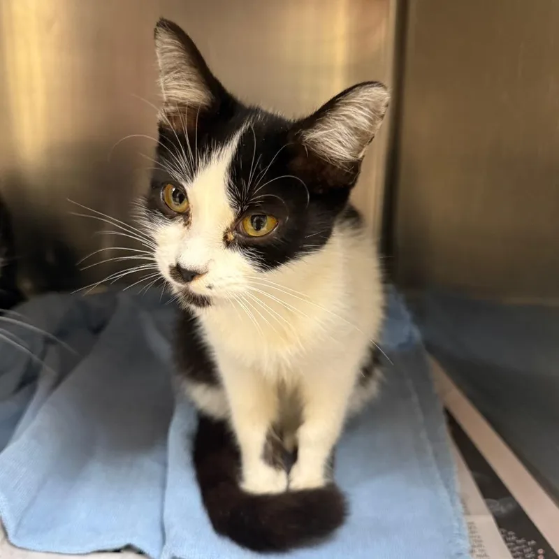 A young small-sized female Black Domestic Short Hair cat named Scarecrow for adoption in Winston-Salem, NC