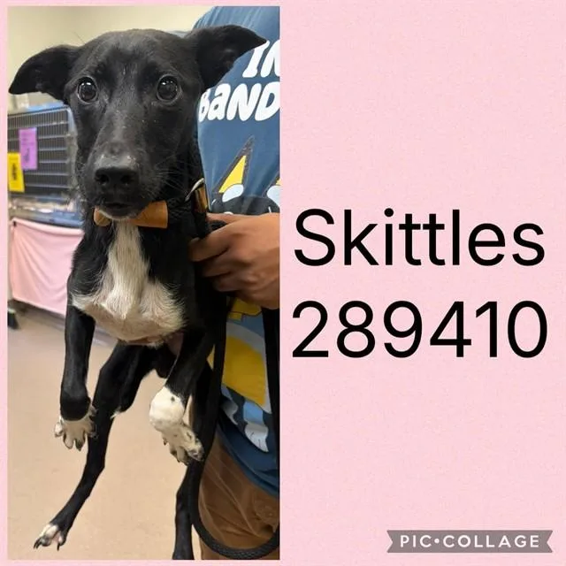 A baby small-sized female Mixed Breed dog named Skittles for adoption in Macon, GA