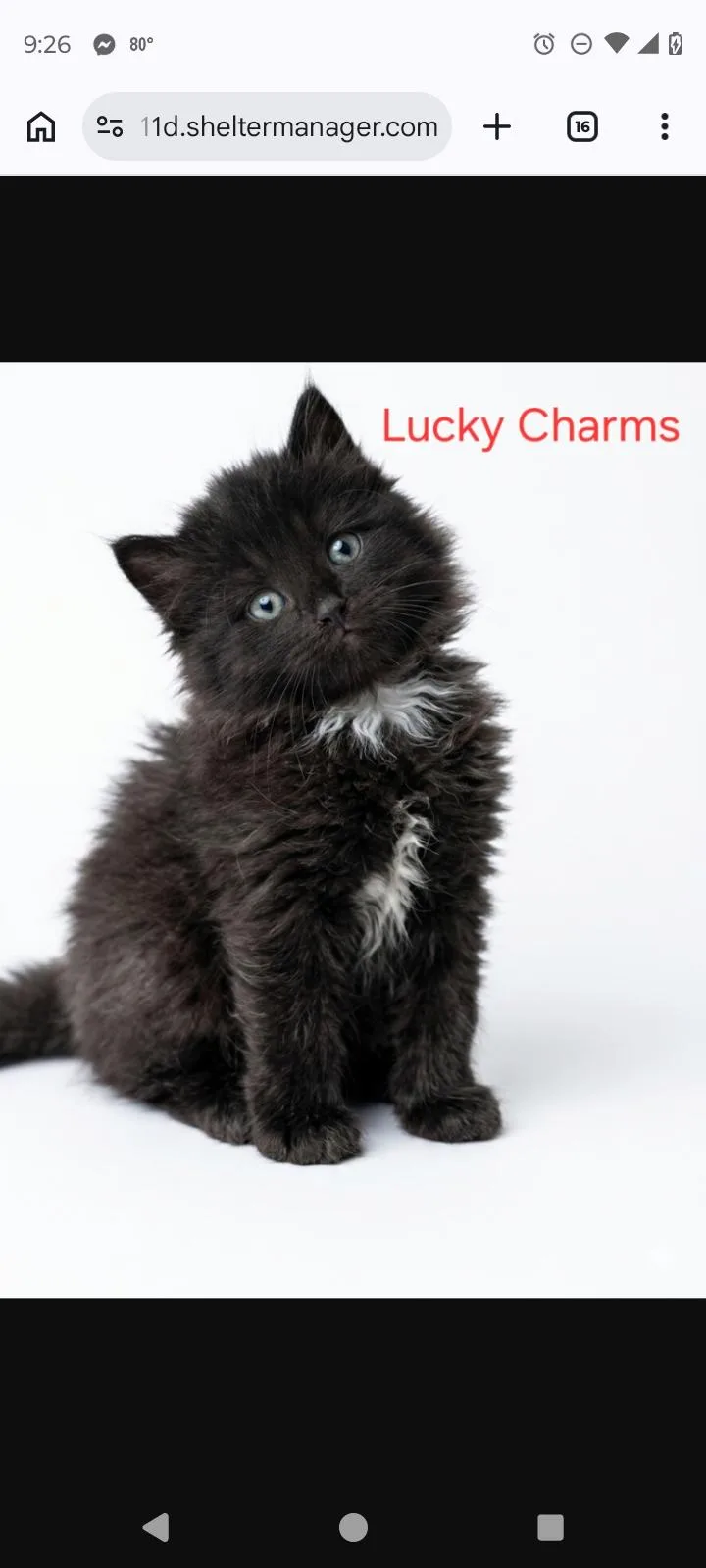 A young medium-sized female Black & White / Tuxedo Domestic Short Hair cat named Lucky charms for adoption in Rochester, NY
