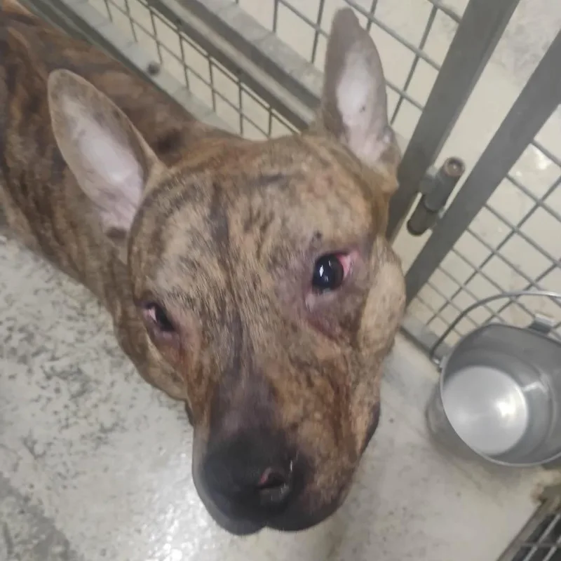 An adult medium-sized male Brindle Mixed Breed dog named Woofie Stray Hold for adoption in Huntington, WV