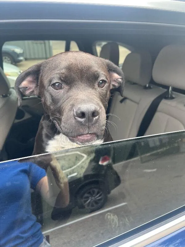 A young large-sized male Black Mixed Breed dog named Mini Zilla for adoption in Cincinnati, OH