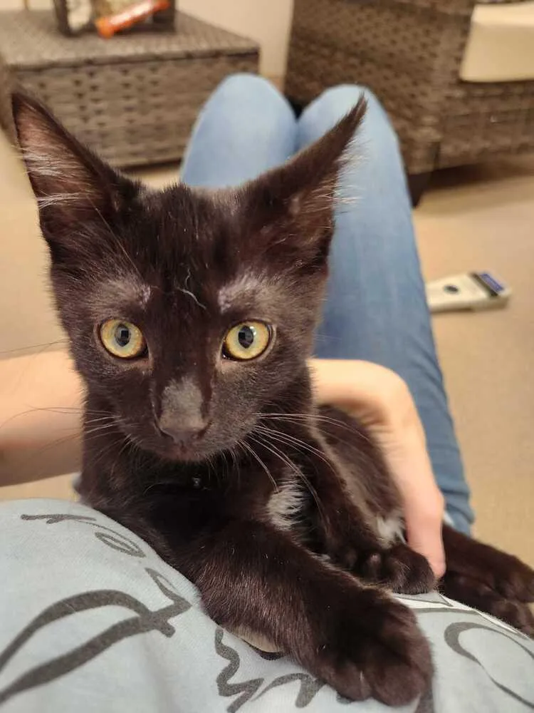A baby medium-sized male Black & White / Tuxedo Domestic Short Hair cat named Pico for adoption in Elmsford, NY