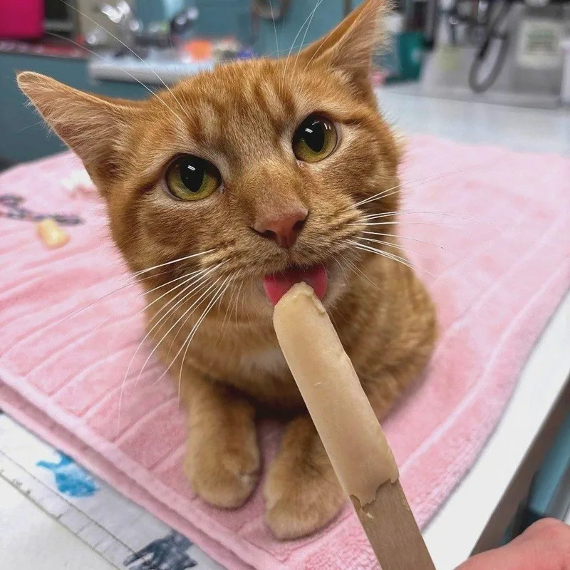 An adult large-sized male Domestic Short Hair cat named Bobby Butterball for adoption in Milan, IL