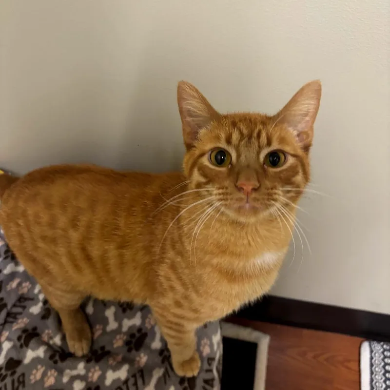 Bobby Butterball thumbnail 2