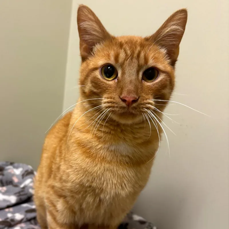 Bobby Butterball thumbnail 3