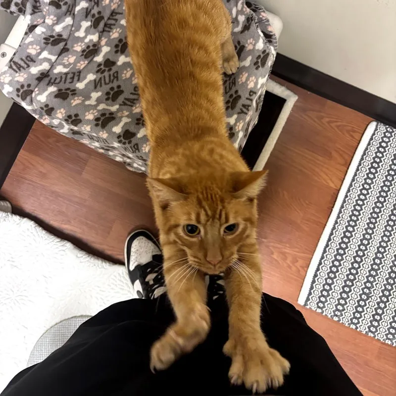 Bobby Butterball thumbnail 5