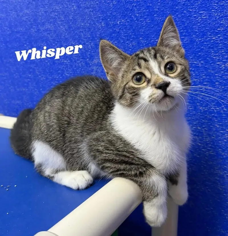 A baby medium-sized male Tabby (Gray / Blue / Silver) Domestic Short Hair cat named Whisper for adoption in Dunkirk, NY