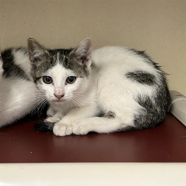 A baby small-sized female Domestic Short Hair cat named Trombone for adoption in Lincolnton, NC