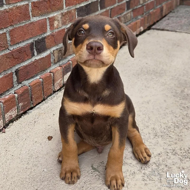 A baby large-sized male Doberman Pinscher dog named Brian for adoption in Washington, DC