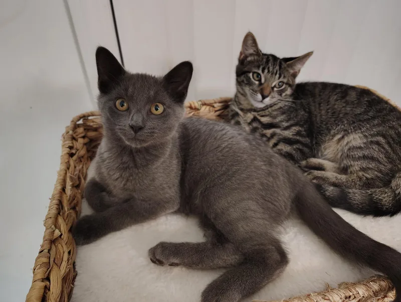 A baby small-sized female American Shorthair cat named Sophie for adoption in North Chesterfield, VA