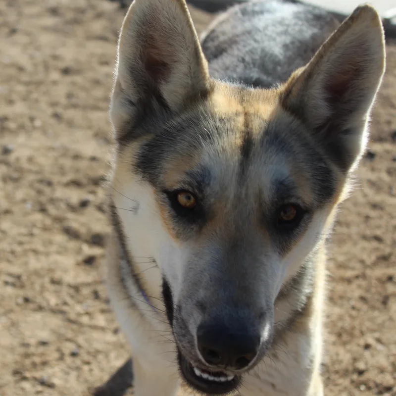 An adult large-sized female Black German Shepherd Dog dog named Claudia for adoption in Yucca Valley, CA