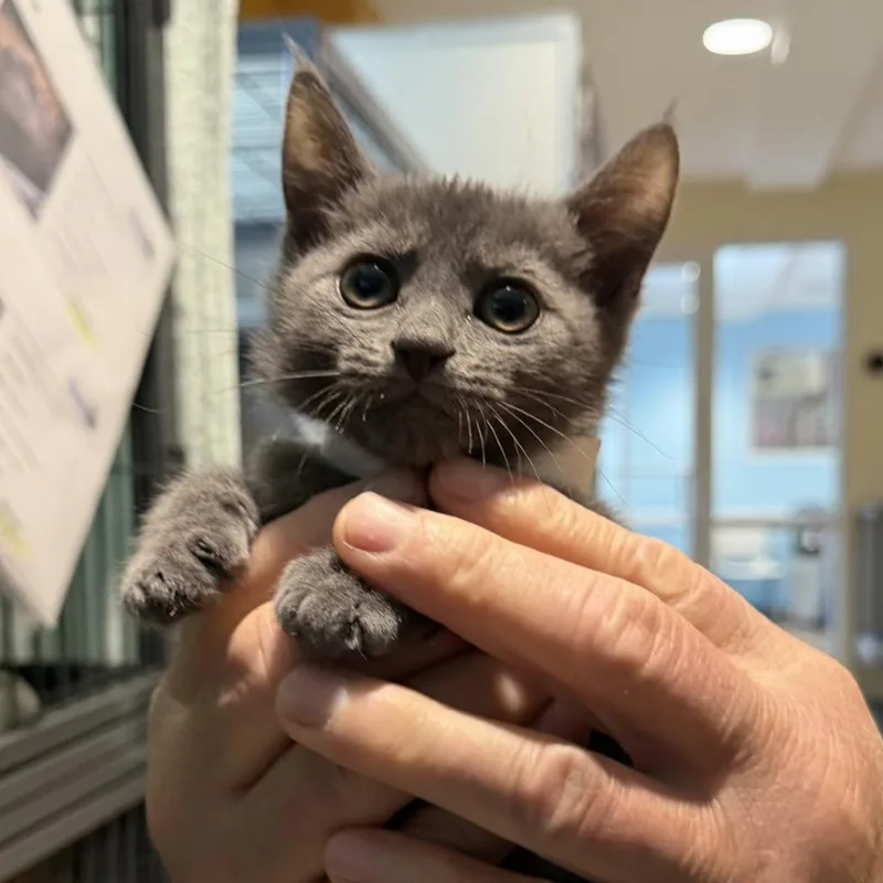 A baby small-sized female Gray / Blue / Silver Domestic Short Hair cat named India for adoption in Chesapeake, VA