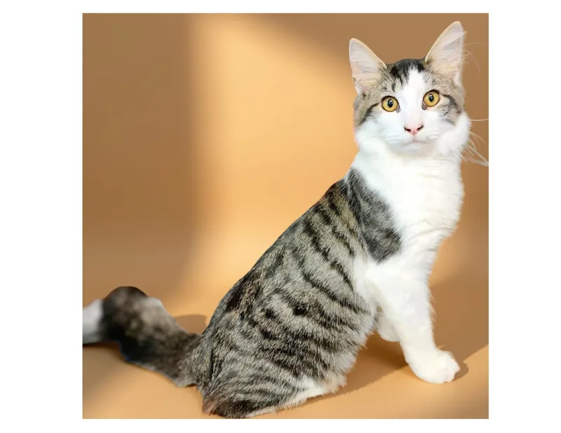 A young medium-sized male Tabby (Gray / Blue / Silver) Domestic Medium Hair cat named Bart for adoption in Charlotte, NC