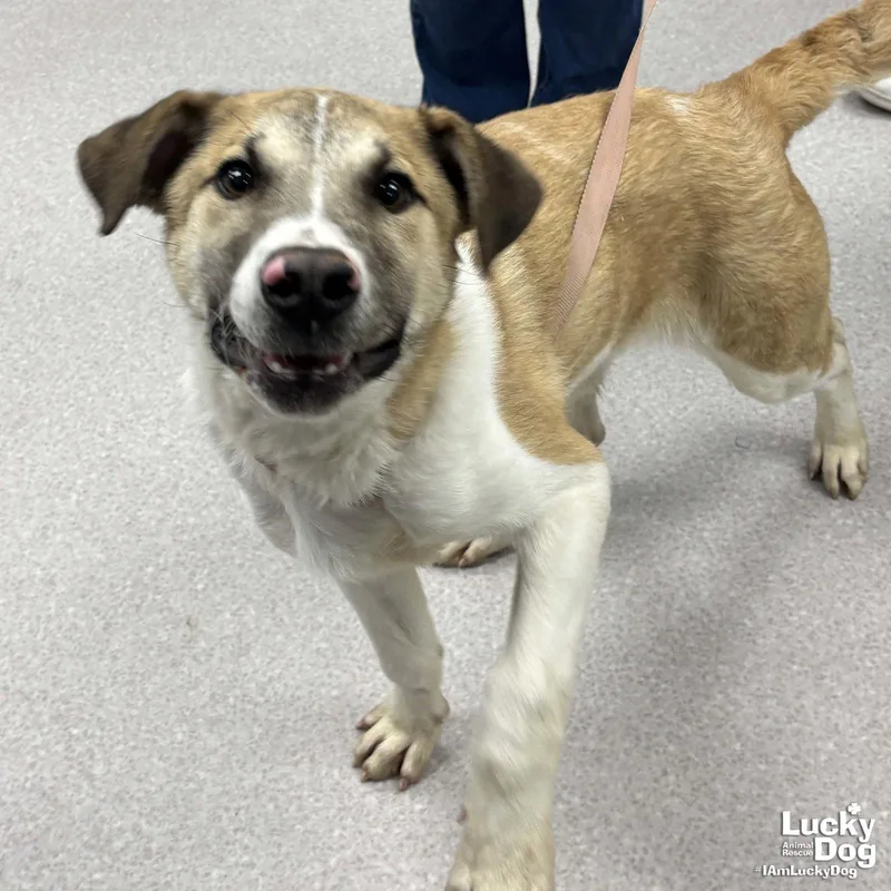 A baby large-sized male Shepherd dog named Draven for adoption in Washington, DC