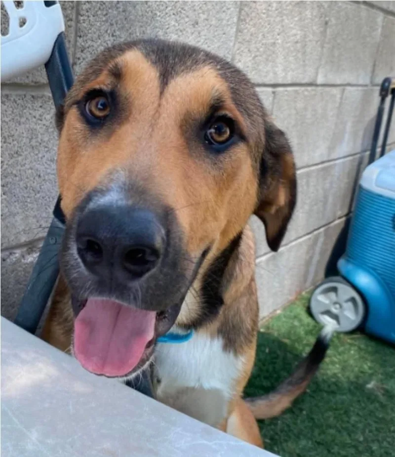 An adult large-sized male Tricolor (Brown, Black, & White) German Shepherd Dog dog named Volcom for adoption in Sedalia, CO
